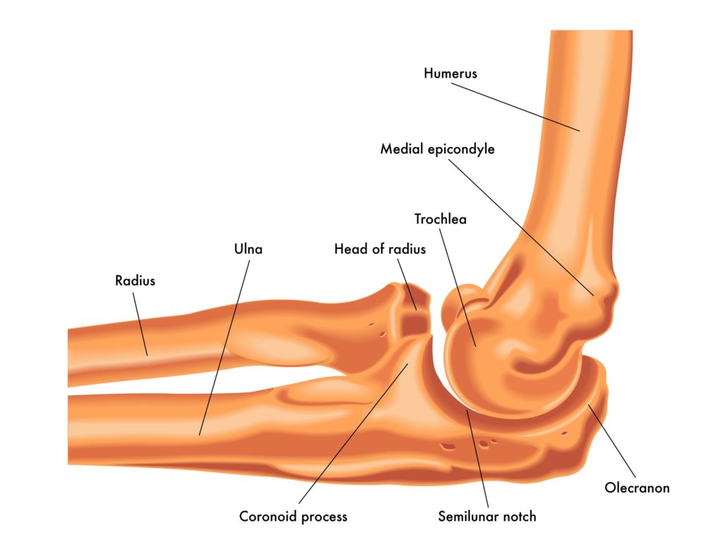 Bone Fractures In The Elbow