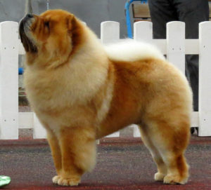 Chow Chow Dog. By Томасина - Own work, CC BY-SA 3.0, https://commons.wikimedia.org/w/index.php?curid=29037517