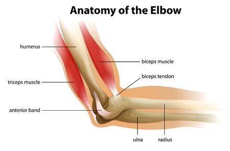 Elbow Tendons And Muscle Injuries