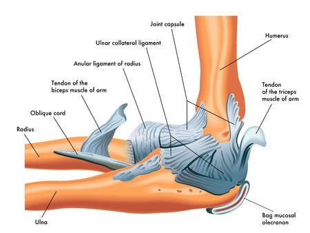 Elbow Tendons and Ligaments