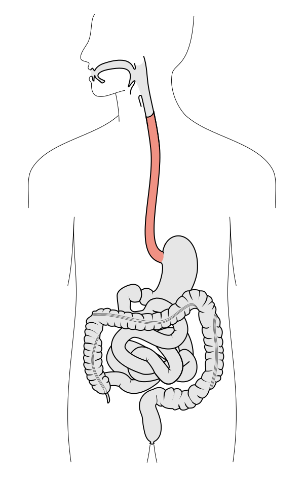 Scheme of digestive tract, with esophagus marked.