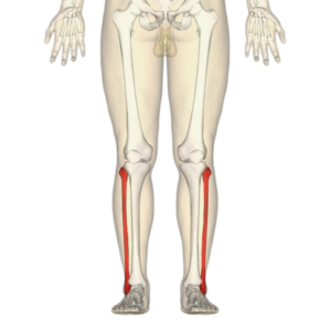 fibula