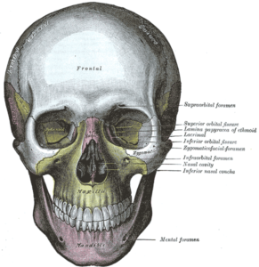Henry Vandyke Carter - Henry Gray (1918) Anatomy of the Human Body (See "Book" section below) Bartleby.com: Gray's Anatomy, Plate 190
