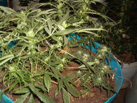 growing pot defense