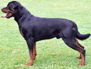 By Dr. Manfred Herrmann Allgemeiner Deutscher Rottweiler-Klub (ADRK)