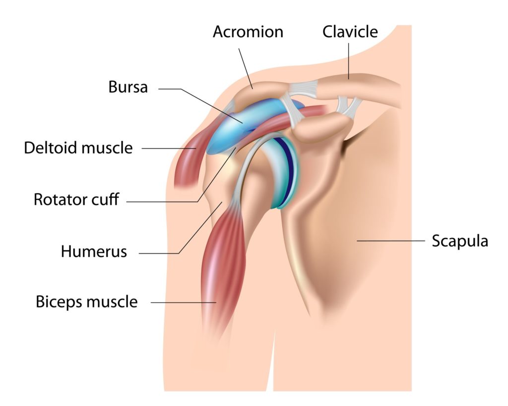Shoulder Injury Bicep Tears and Bursitis