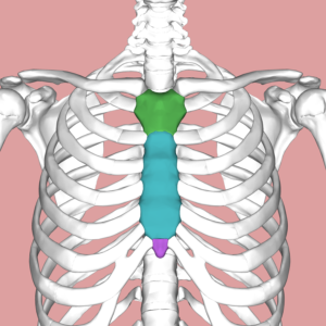 sternum