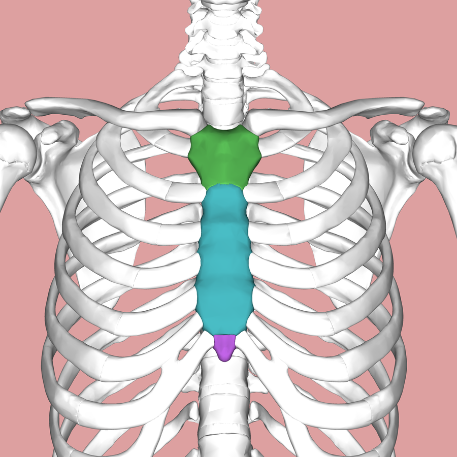 Fractured/Broken Sternum Injury Lawyer in MA | The Law Offices of