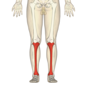 Tibia